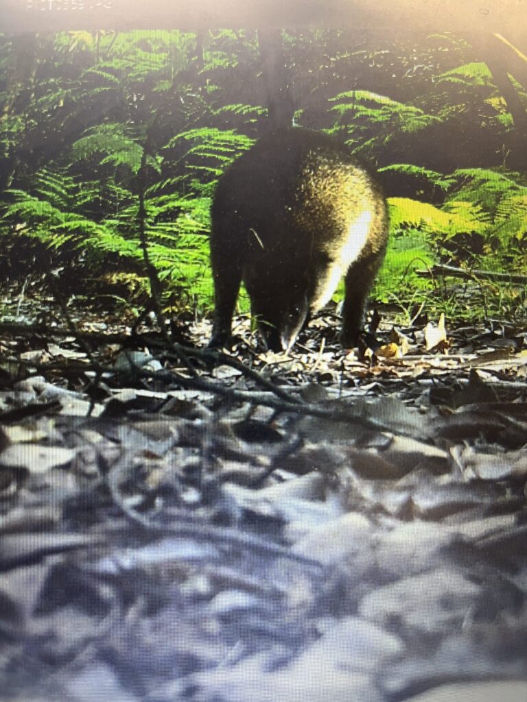Swamp Wallaby "Wallabia bicolor"
