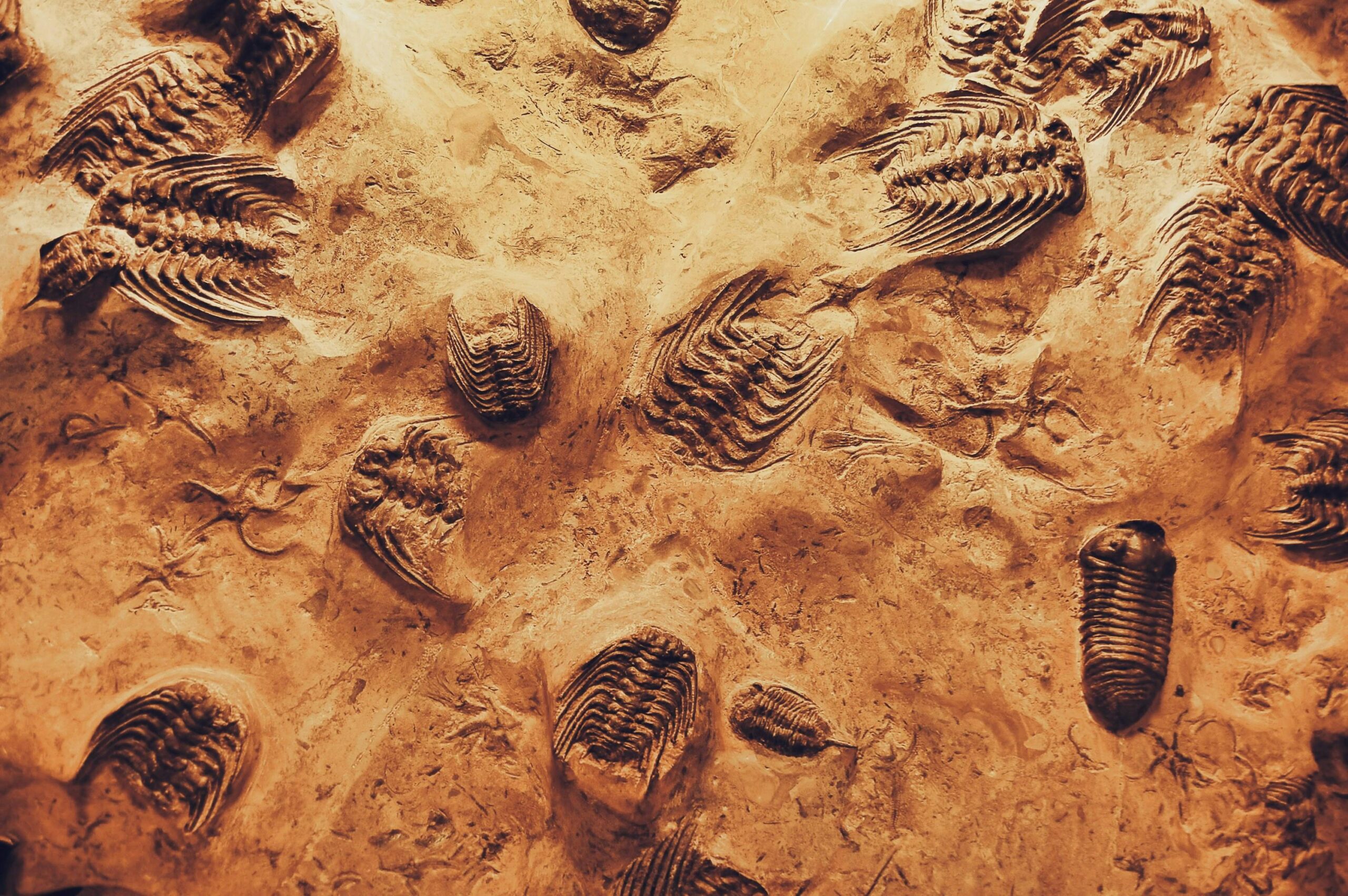 The Great Dying And Other Extinction Events