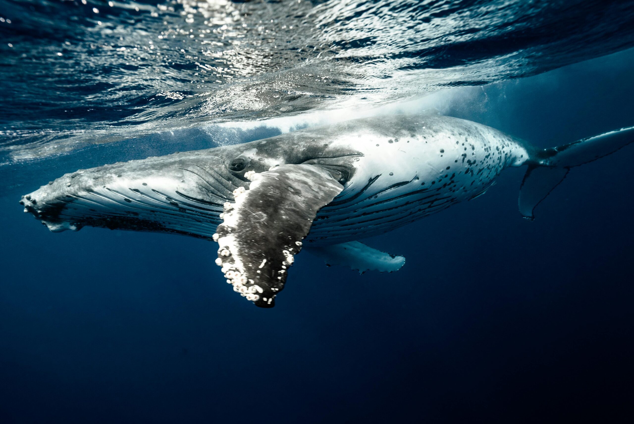 Weird Whales; 5 Things You Didn’t Know